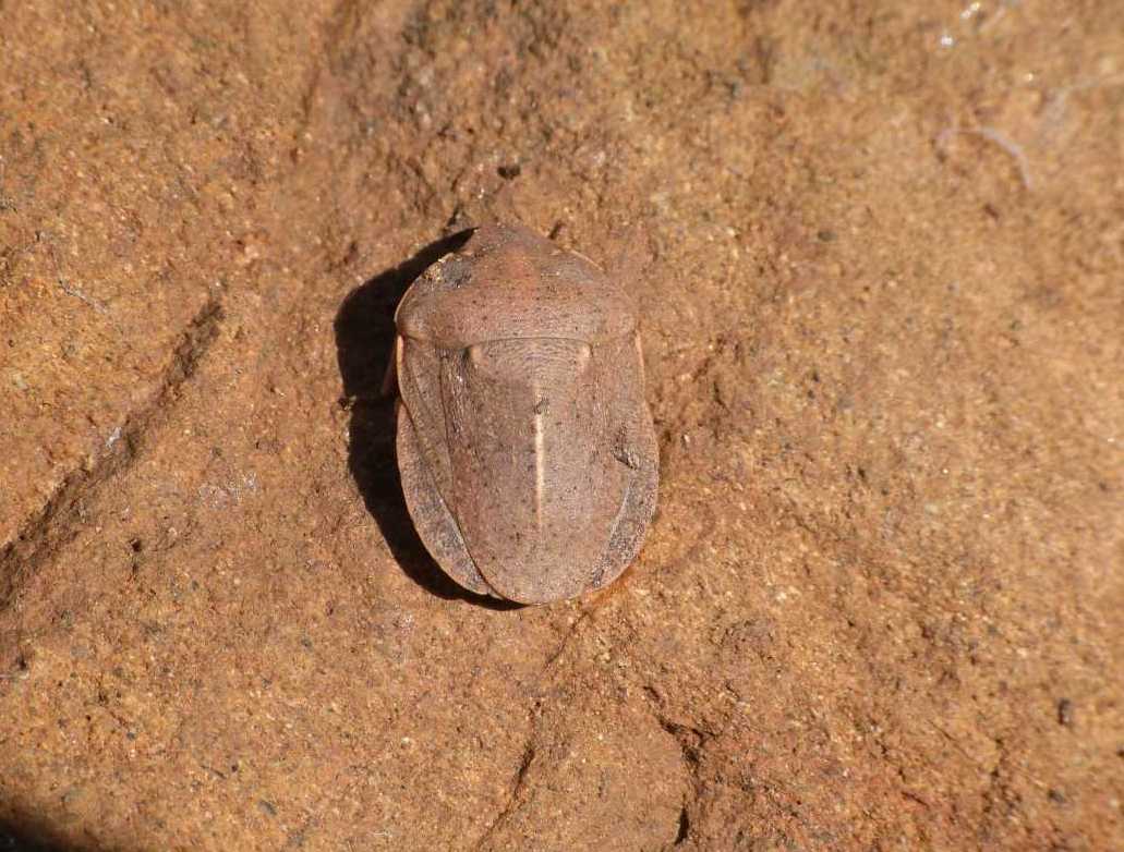 Eurygaster (?) svernante
